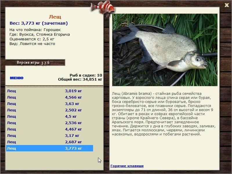 Лещ рыба: как выглядит и где водится, когда жор и нерест леща