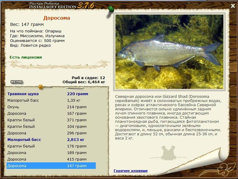 Налим морской средиземноморский фото и описание – каталог рыб, смотреть онлайн