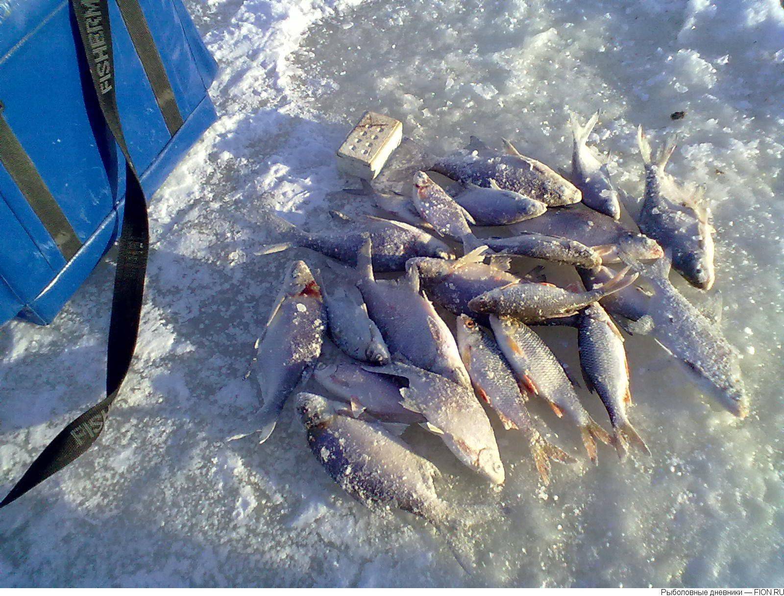 Отчеты о рыбалке зимней и летней, вести с водоемов