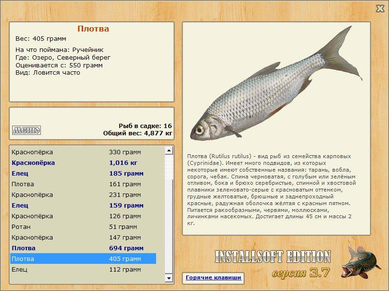 Плотва 5 букв сканворд. Подвиды плотвы. На что ловить плотву. Сколько весит плотва. Чебак вес.