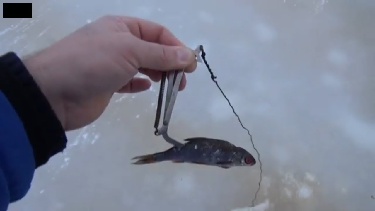 Ловим щуку видео. Капкан для зимней рыбалки. Щука на капканы зимой. Капкан на щуку. Ловля щуки на капкан.