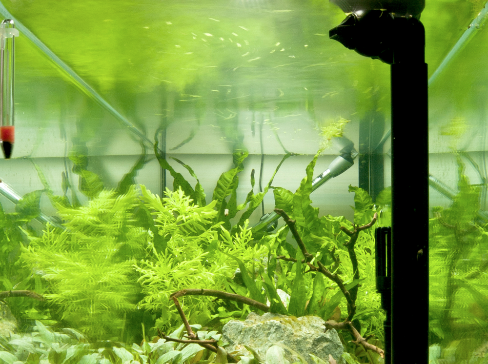 Водоросли на стеклах. Синезеленые водоросли в аквариуме. Водоросли нитчатка. Цианобактерии в аквариуме. Сине-зеленые водоросли цианобактерии в аквариуме.