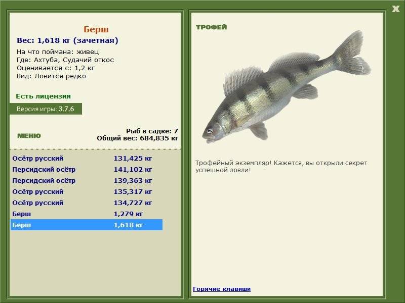 Берш рыба: википедия