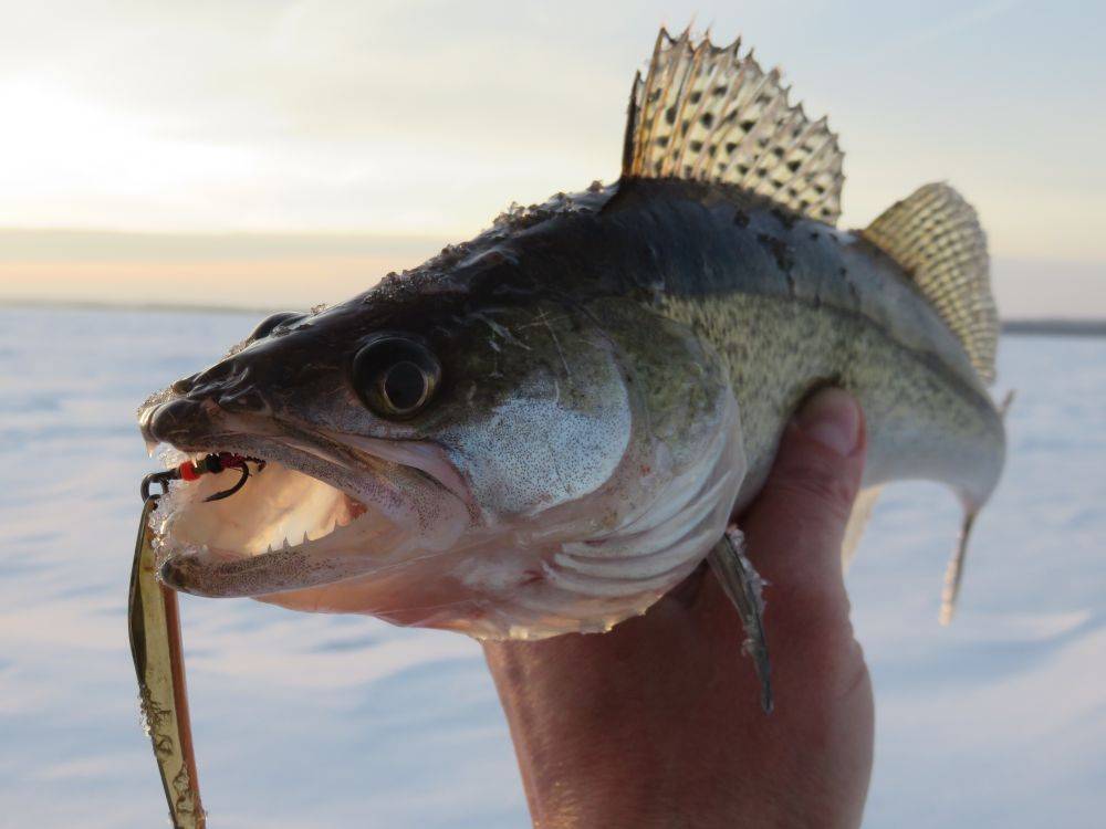 Рыбалка по первому льду - способы ловли, тактика и снасти