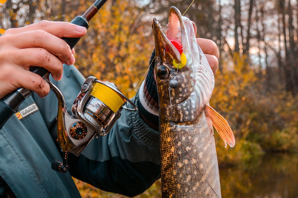 ✅ советы бывалых рыбаков - fishyarm.ru