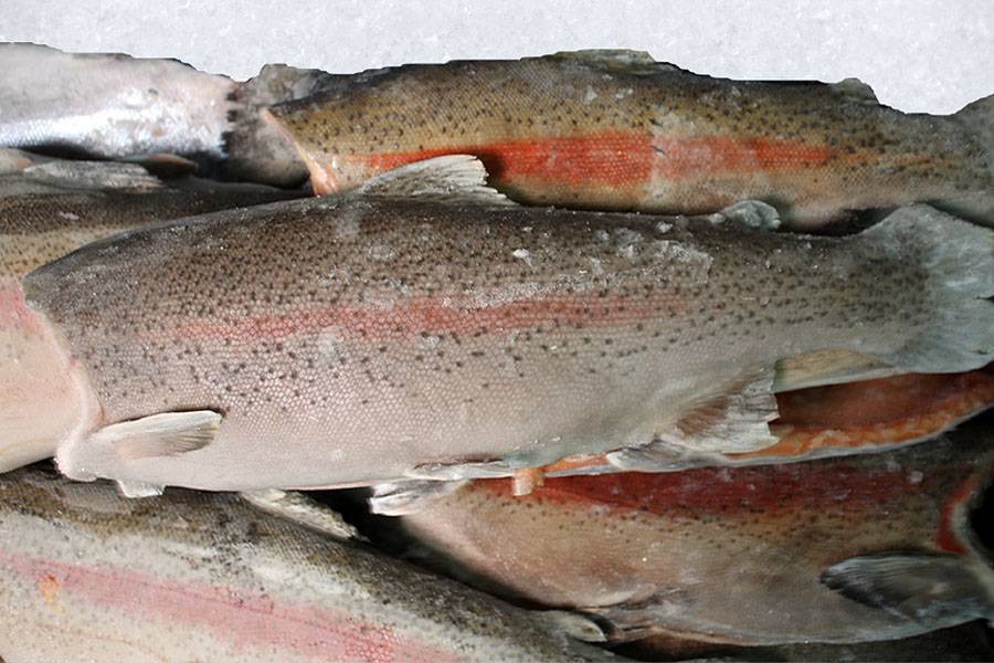 Кумжа: описание и фото рыбы, ареал и повадки, особенности ловли кумжи