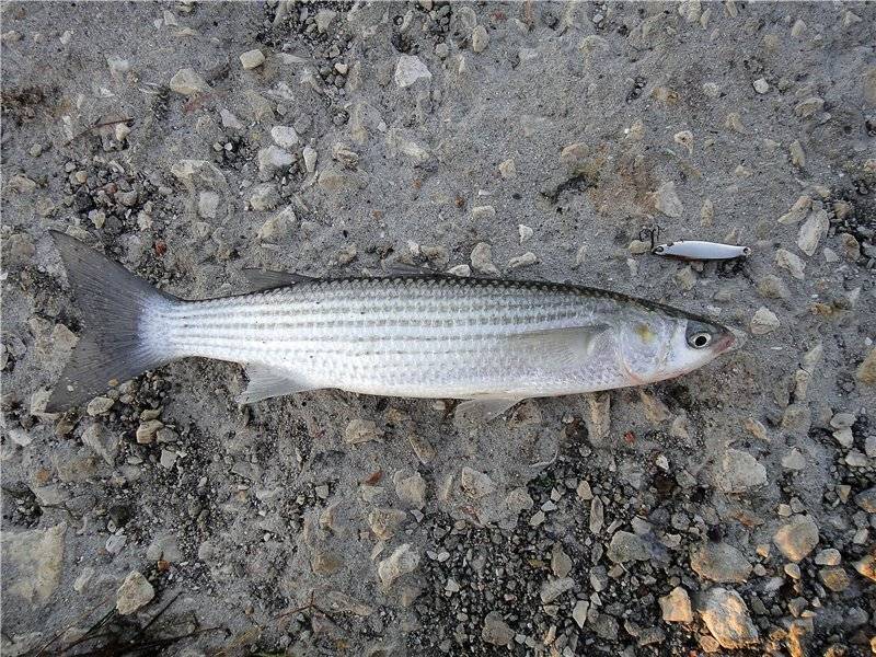 Образ жизни рыбы кефаль: способы ловли на любительские удочки - читайте на сatcher.fish