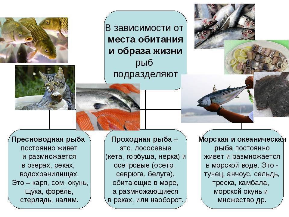 Палия рыба рецепты засолки