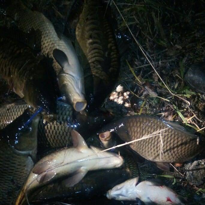 Карп ночью: тонкости ловли трофейной рыбы в темное время суток