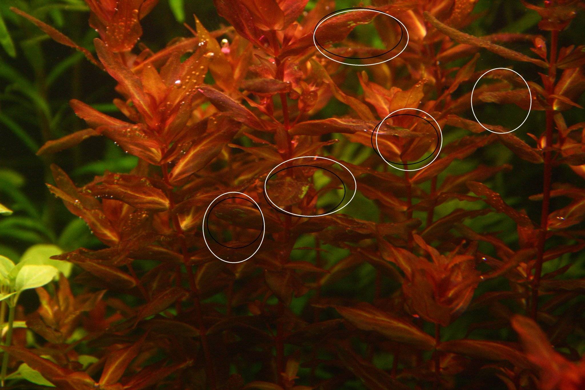 Ротала индика: фото, описание, содержание растения в аквариуме