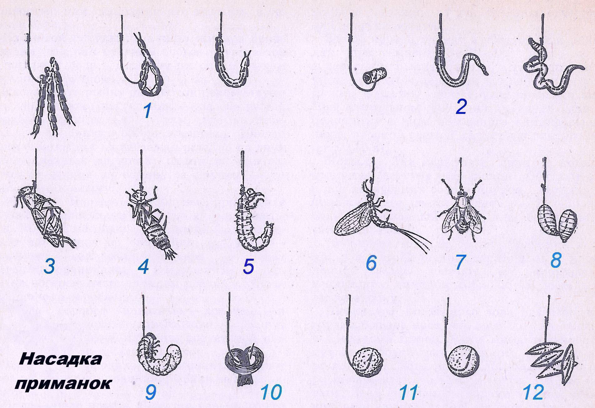 8 способов, как правильно насаживать мотыля на мормышку. рекомендации для удачной ловли