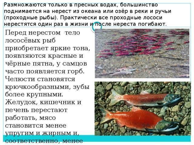 Нерест рыб российских водоемов