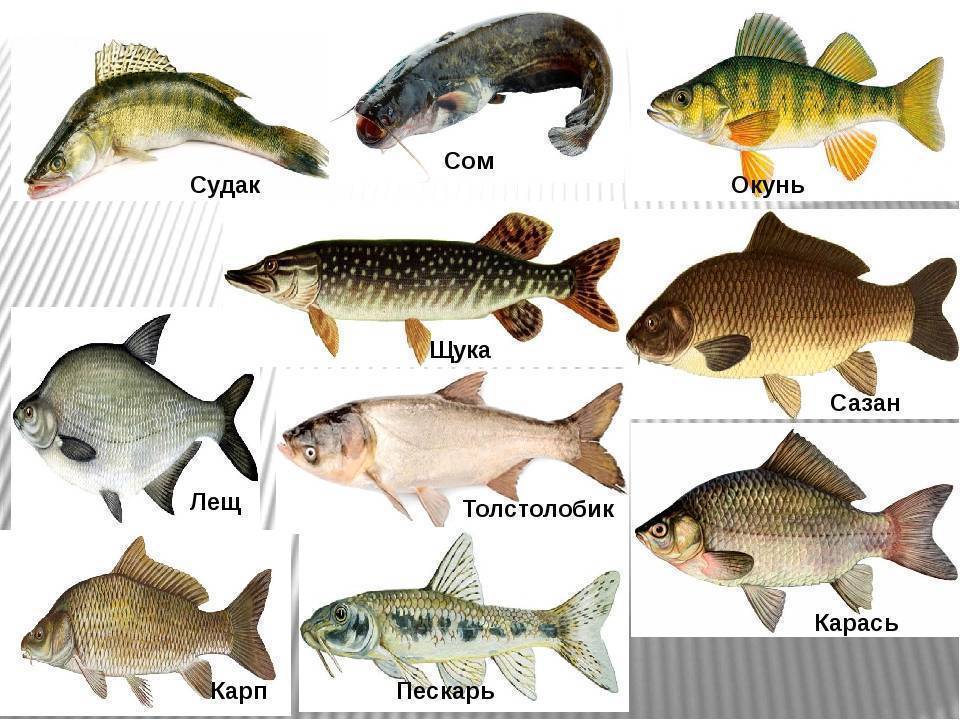 Мирные рыбы, хищники и падальщики: какие обитатели встречаются в пресных водоемах