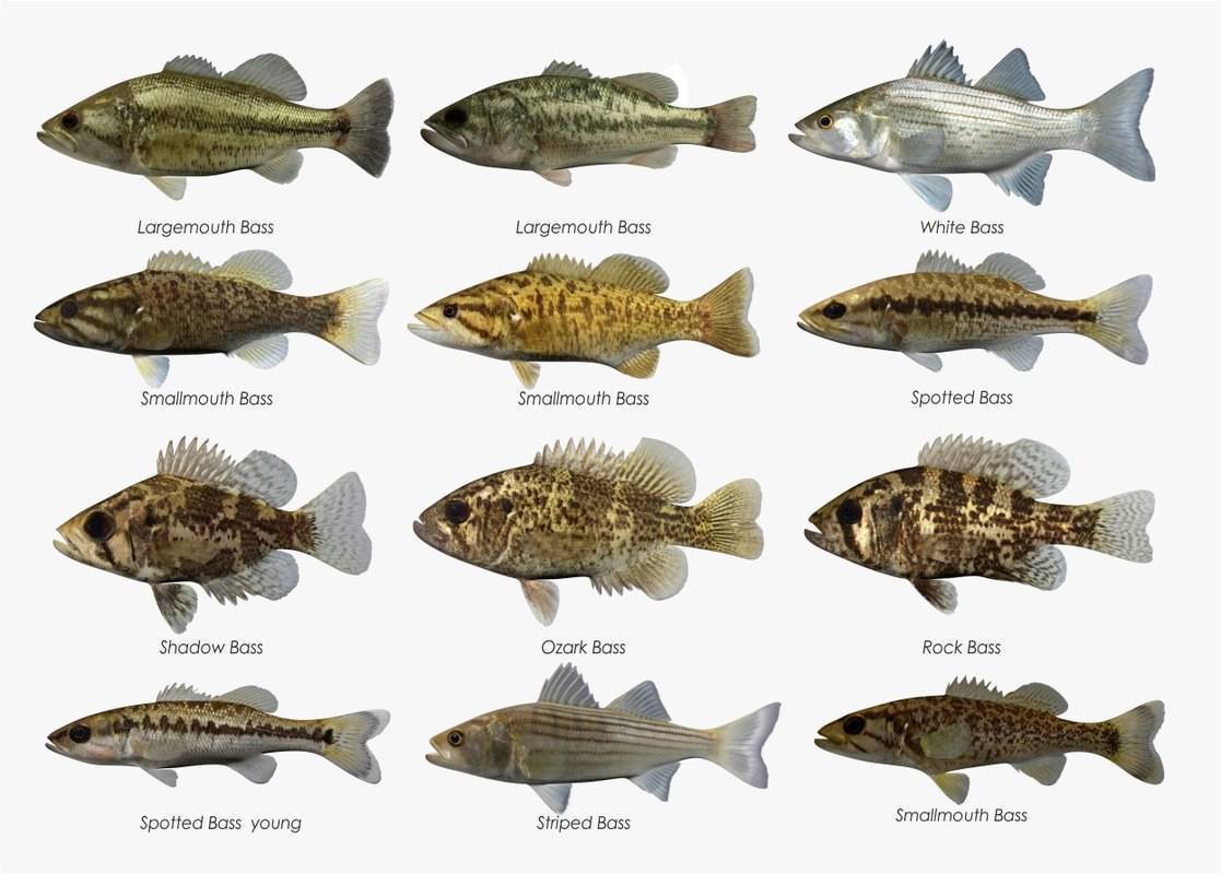???? рыба буффало: описание, внешний вид с фото, обитание