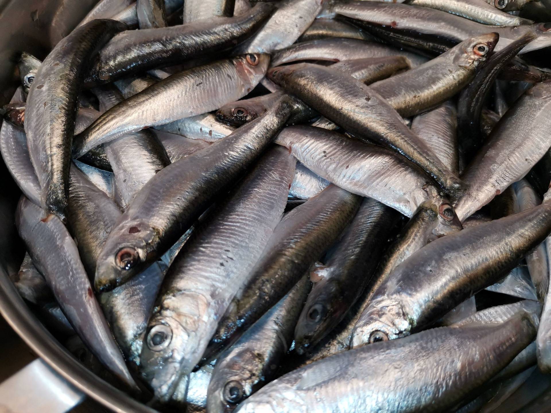 Рыба корюшка: виды, распространение, среда обитания и способы ловли, образ жизни, рецепты приготовления рыбы, повадки