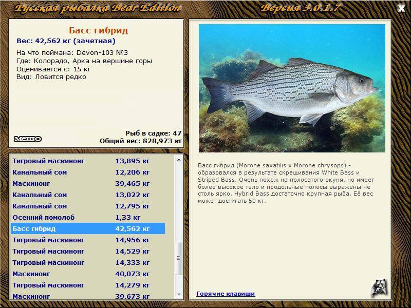 Рыба «Басс гибридный» фото и описание