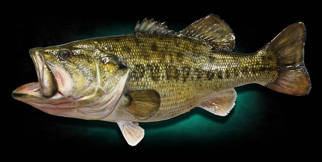 Рыба красноглазка: описание, фото и калорийность