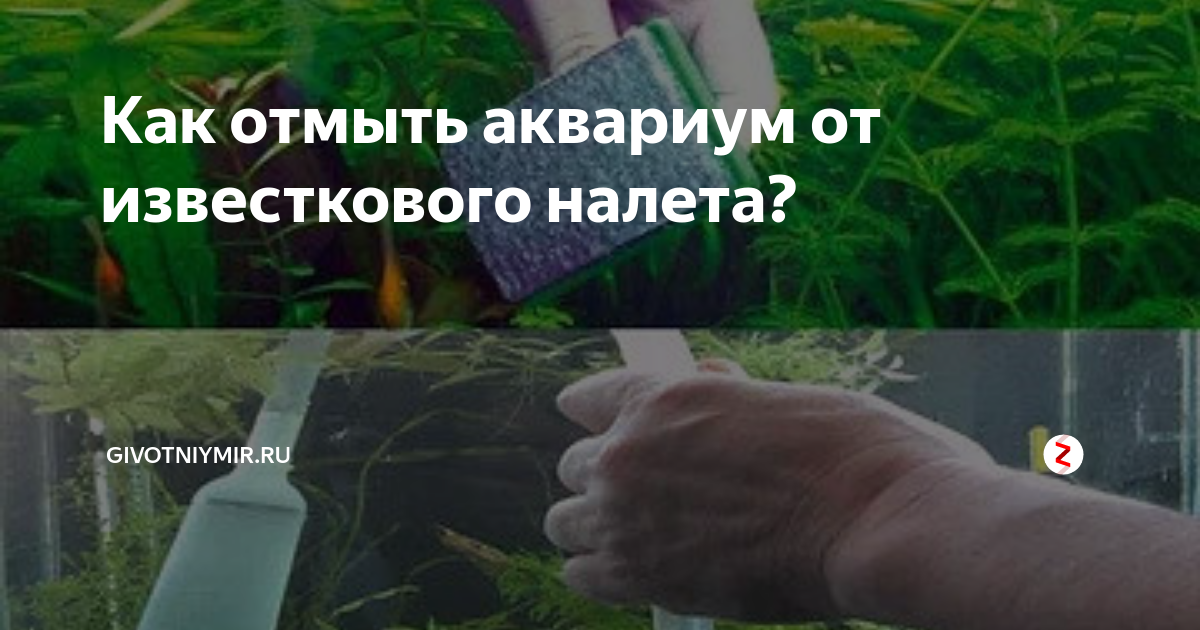 очистка стекла аквариума от зеленого налета, чем отмыть белый налет в аквариуме, налет от воды в аквариуме чем отмыть, чистить стекло аквариума от налета