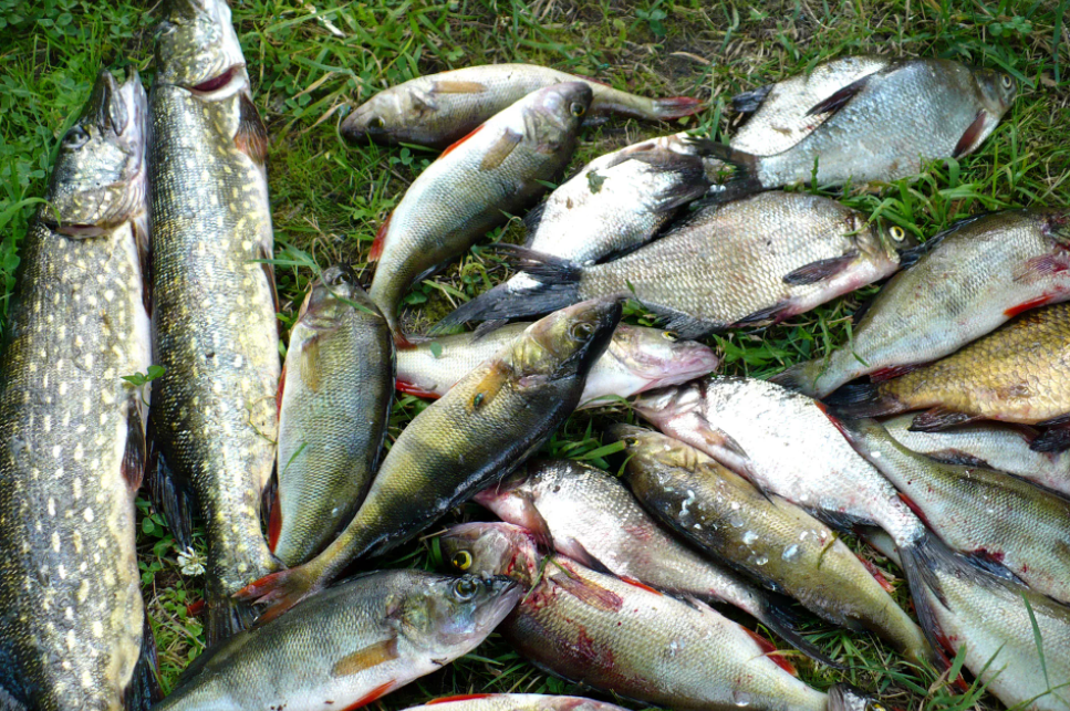 Рыбачат ли в озерах. Озеро Сенеж рыбалка. Сенеж щука. Озеро Сенеж Солнечногорск рыбалка. Рыба в озере.