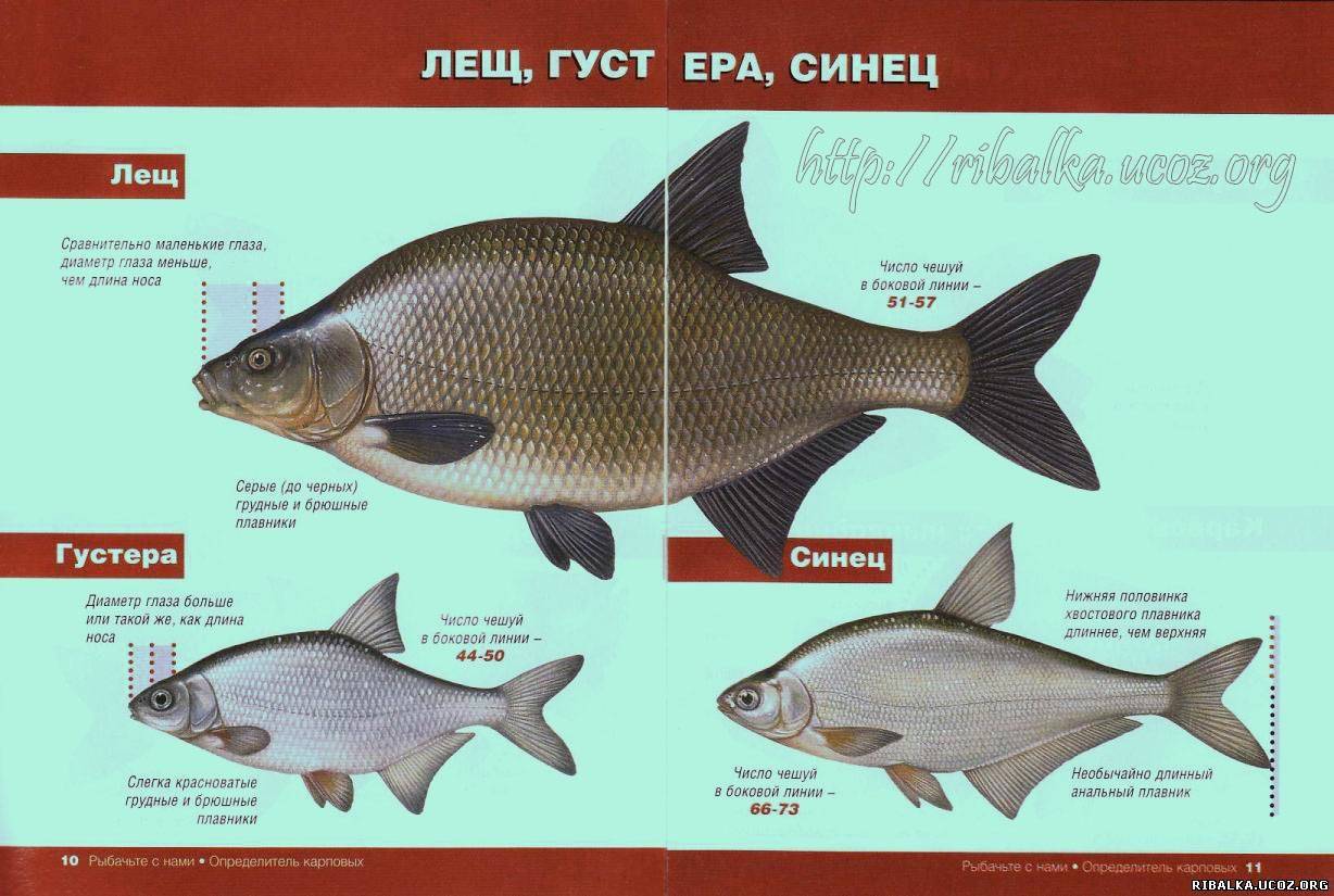 Густера и лещ в чем разница: подробное описание