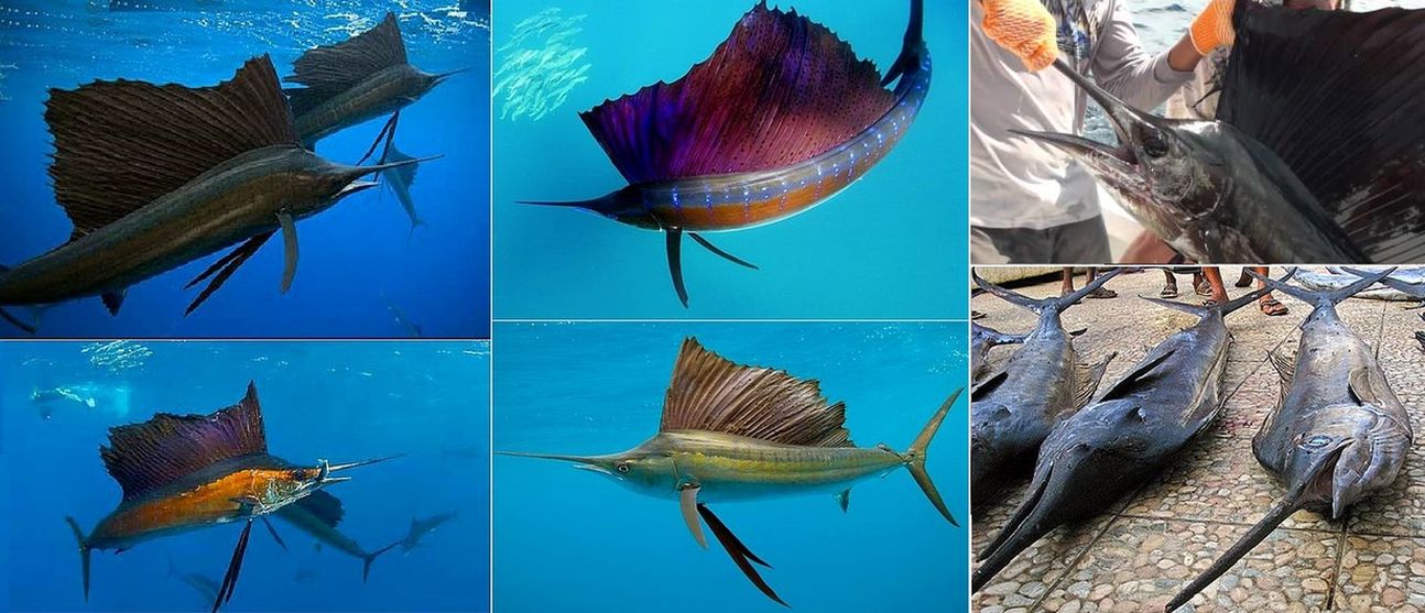 Коста-рика » парусник (sailfish, istiophorus platypterus)