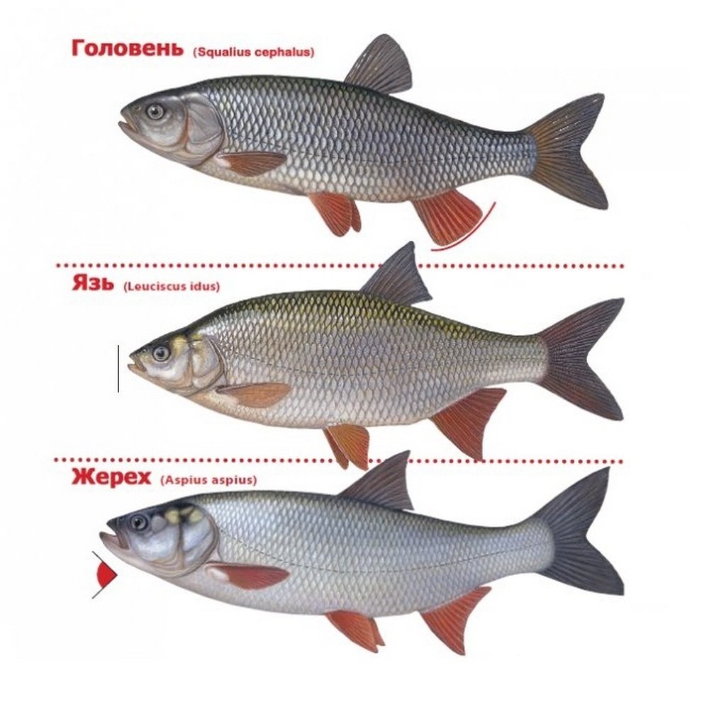 Плотва, или красноглазка (rutilus rutilus)
