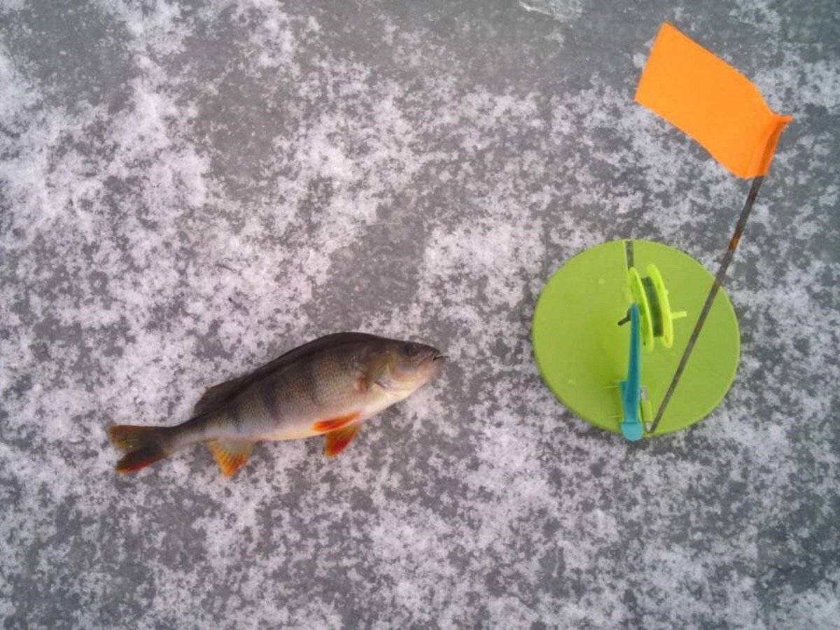 Ловля щуки на жерлицы зимой от а до я - читайте на сatcher.fish