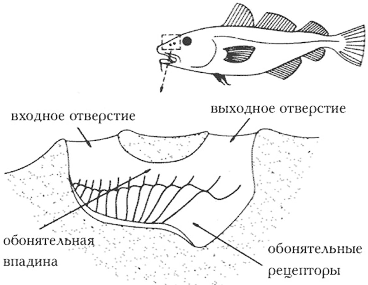 Способны ли рыбы слышать?