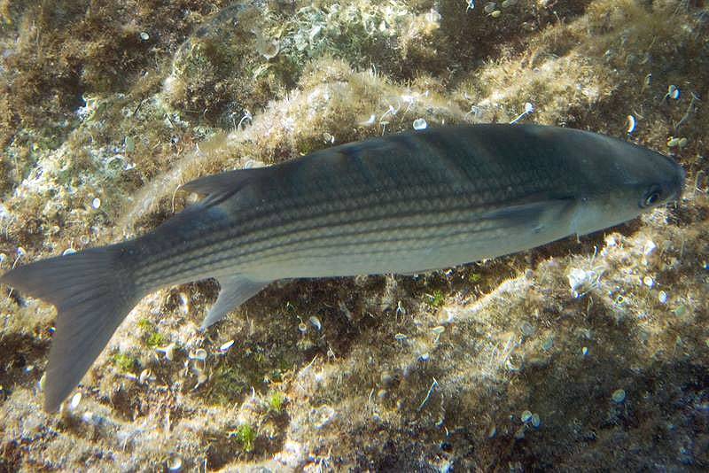 Рыбы азовского моря - названия видов, фото и описание — природа мира
