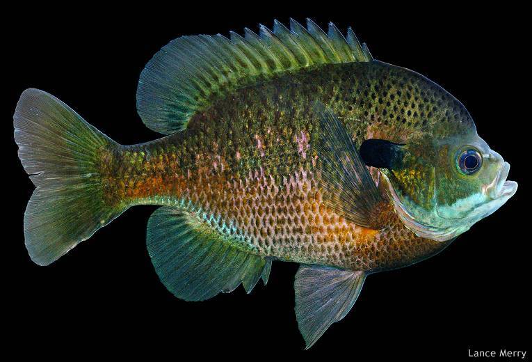 Стеклянный окунь (цветная, индийская, прозрачная, окрашенная аквариумная рыбка чанга ранга): содержание, совместимость, разведение (размножение), фото