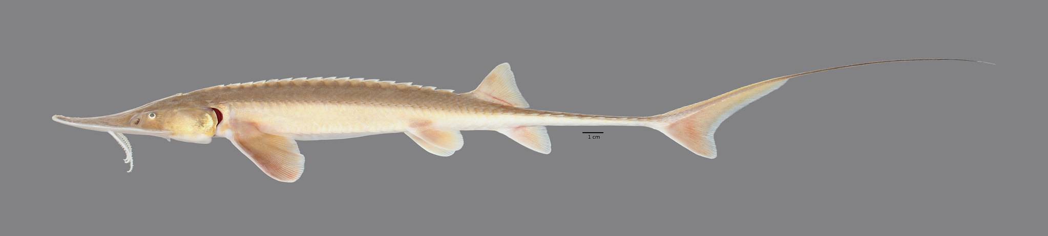 Лопатонос белый фото и описание – каталог рыб, смотреть онлайн