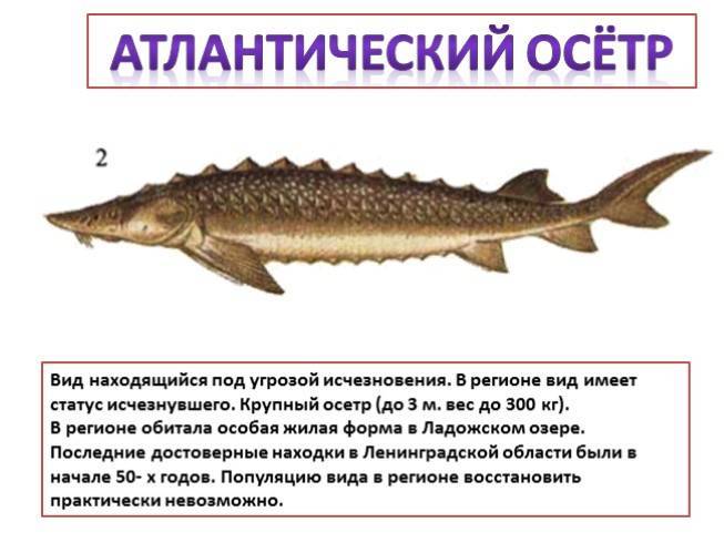 Осётр польза и вред????, 17 полезных свойств осетрины для организма