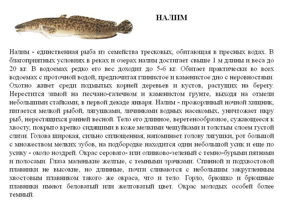 Налим рыба вред и польза. общая характеристика | здоровье человека