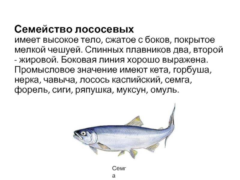 Кета (рыба): состав, калорийность, полезные свойства и вред
