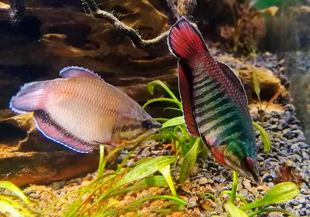 Лабиринтовые рыбы в аквариуме: гурами и лялиусы