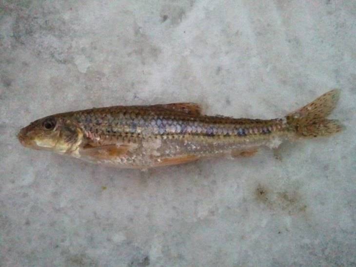 Пескарь. основные сведения о рыбе