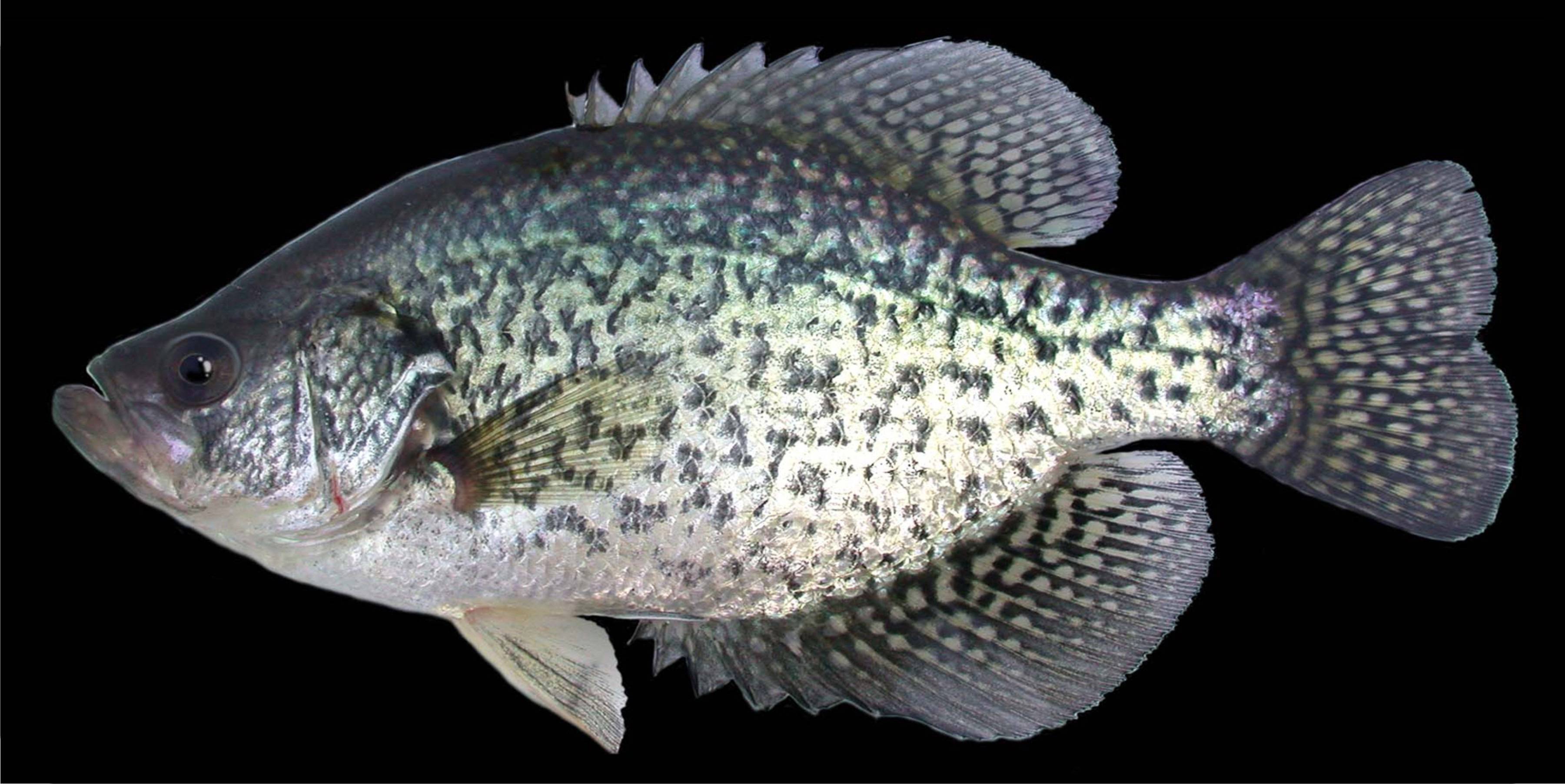 Рыба «Крэппи чёрный» фото и описание