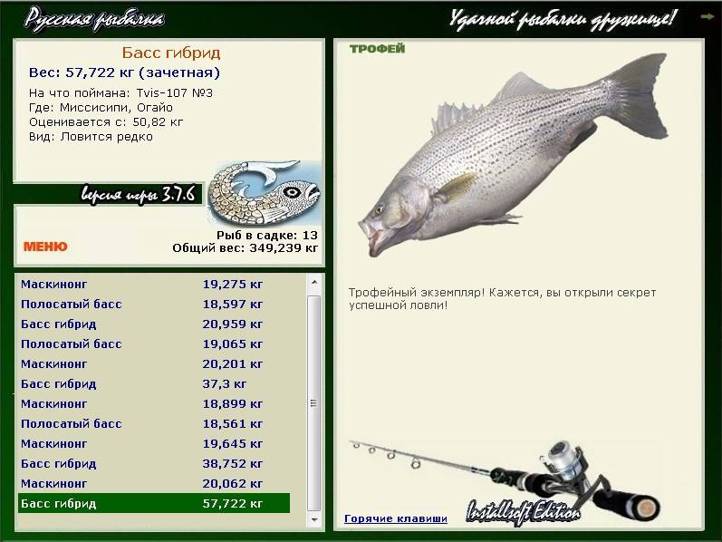 Рыба «басс белый» фото и описание