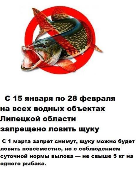Какой размер щуки можно брать в россии? правила и нормы
