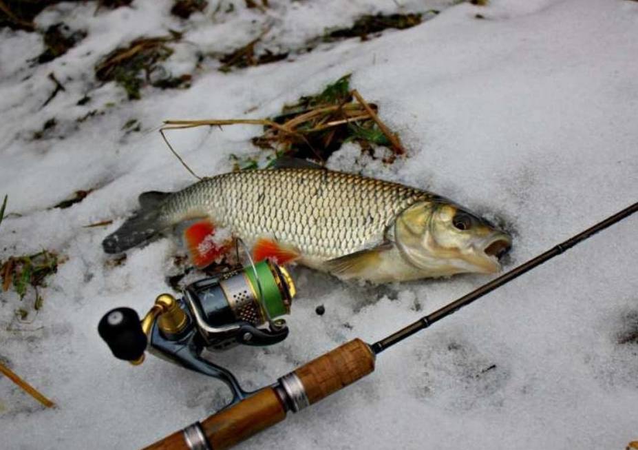 Рыбалка на спиннинг | спиннинг клаб - советы для начинающих рыбаков
снасти для ловли щуки на спиннинг для начинающих - выбираем