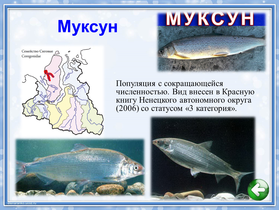 Муксун рыба – фото и описание, где водится