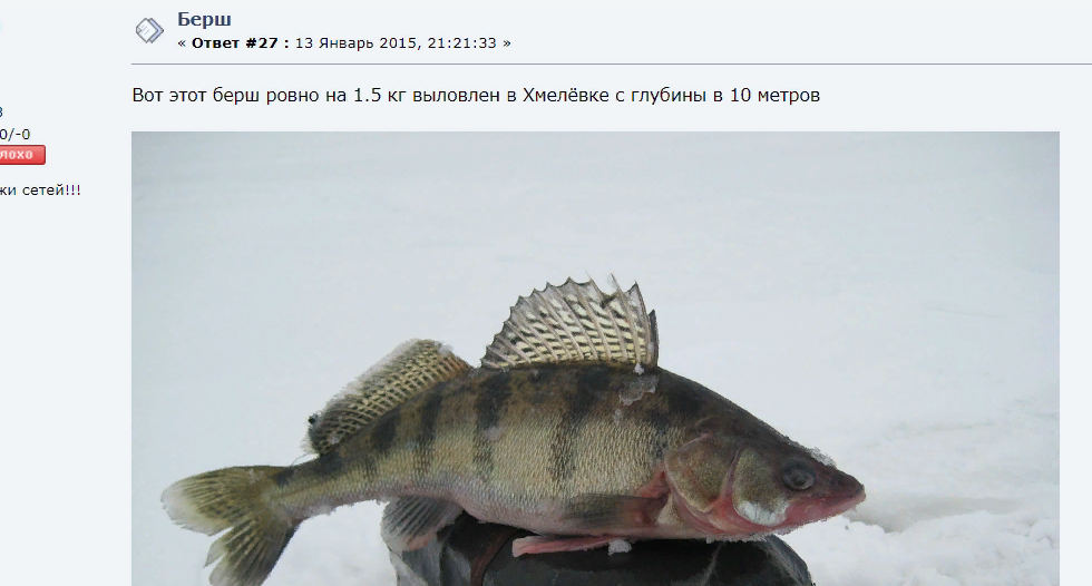 Все о рыбе судак