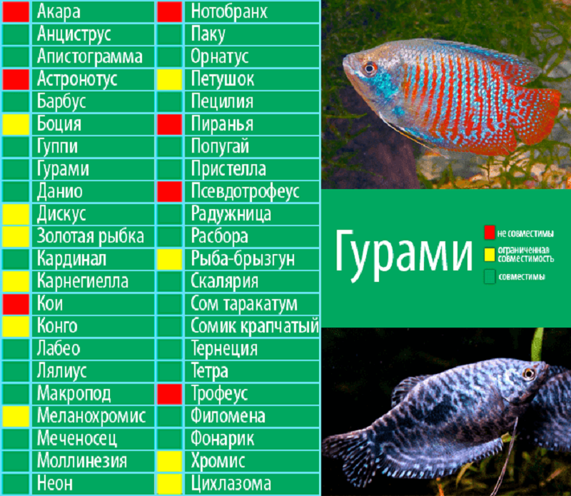 Вишневый барбус: описание, правила ухода и содержания, размножение