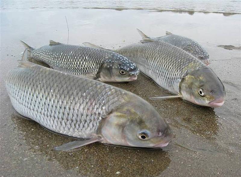 Рыба вырезуб — фото и описание, где водится, особенности ловли