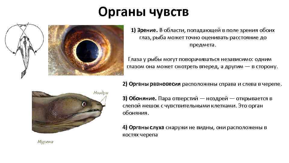 Какое значение имеет ноздри у рыб. Органы чувств рыб строение. Орган зрения у рыб особенности строения и функции. Особенности органов чувств у рыб. Орган слуха у хрящевых рыб.