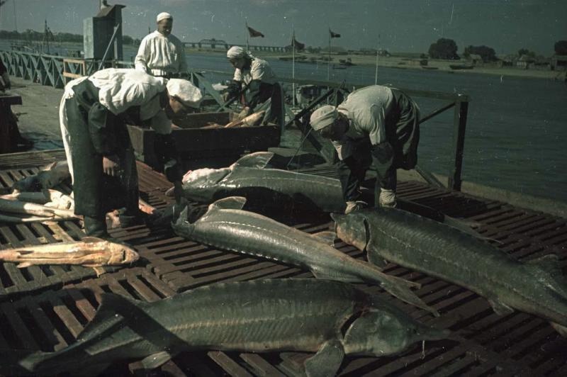 Поймана самая большая рыба белуга в россии: поразительные факты