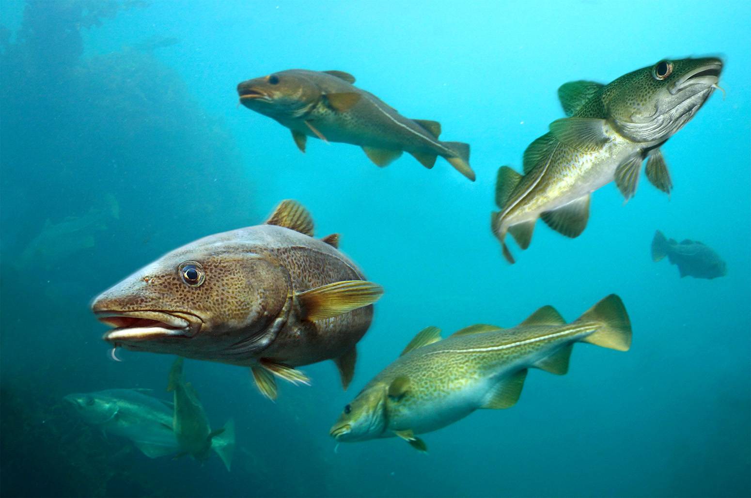 Семейство тресковых рыб с описанием и фото