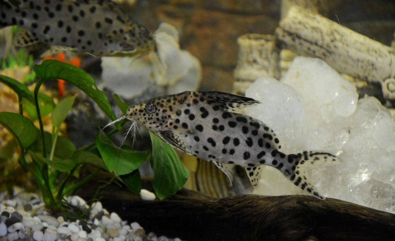 Перевертыш – необычный любимец домашних аквариумов |