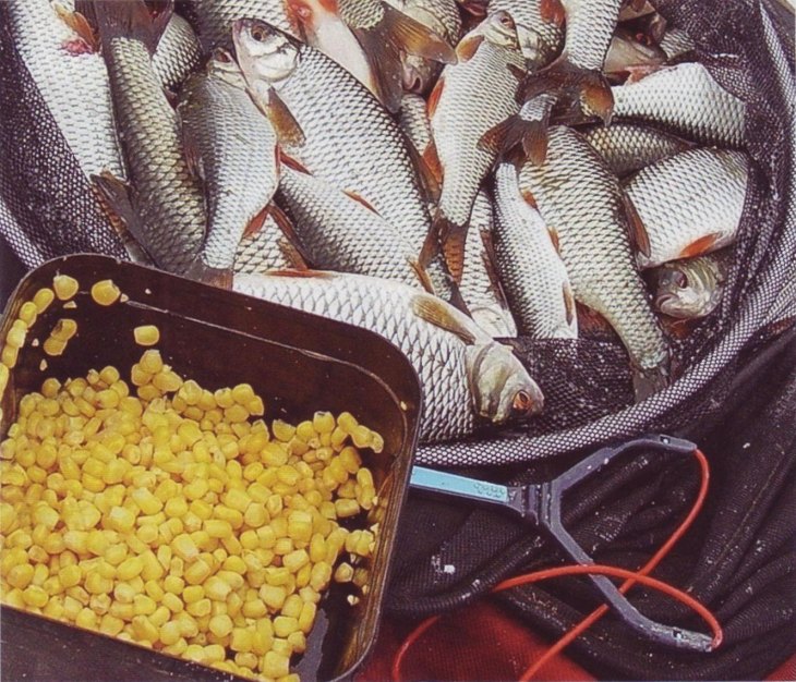 Как применять горох в рыбалке? рецепты приготовления насадок и прикормок из гороха
