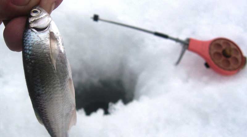 Рыба уклейка — привычки верховодки, прикормка и снасти, время ловли